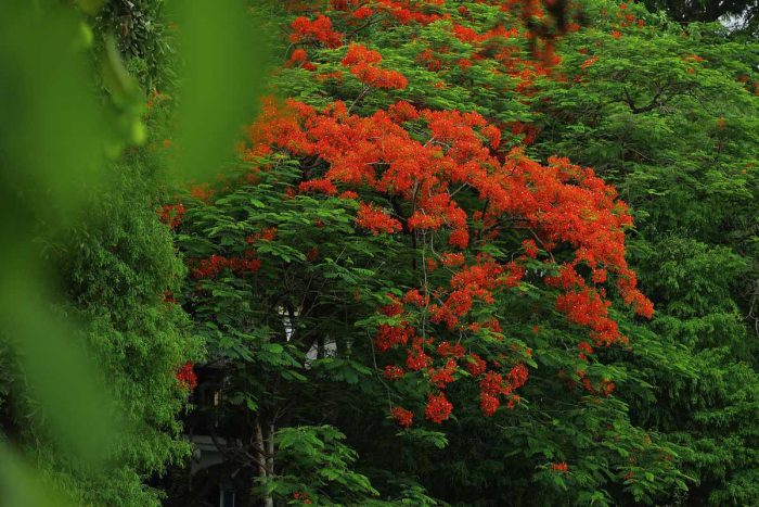 Phượng nở đỏ rực một vùng trời tại thủ đô Hà Nội