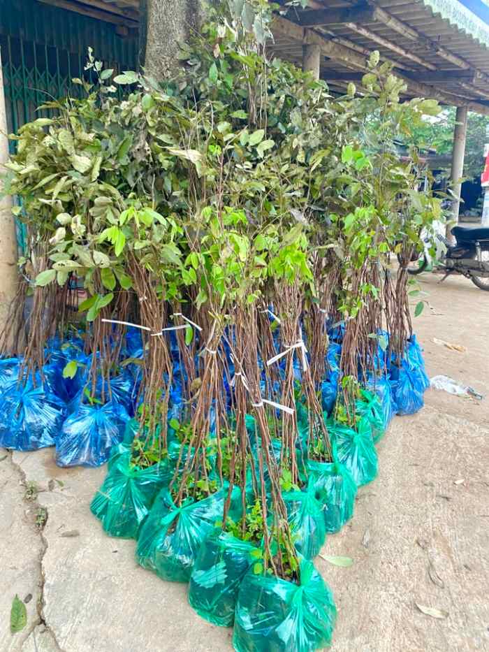 Cây con giống hoa muồng hoàng yến