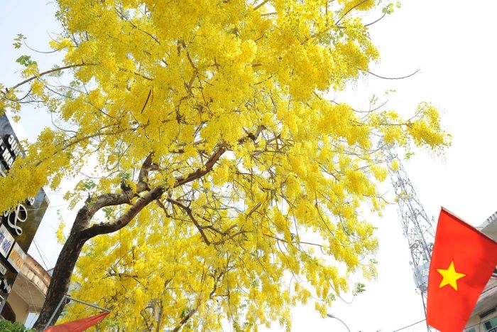 địa điểm ngắm hoa muồng hoàng yến ở Việt Nam