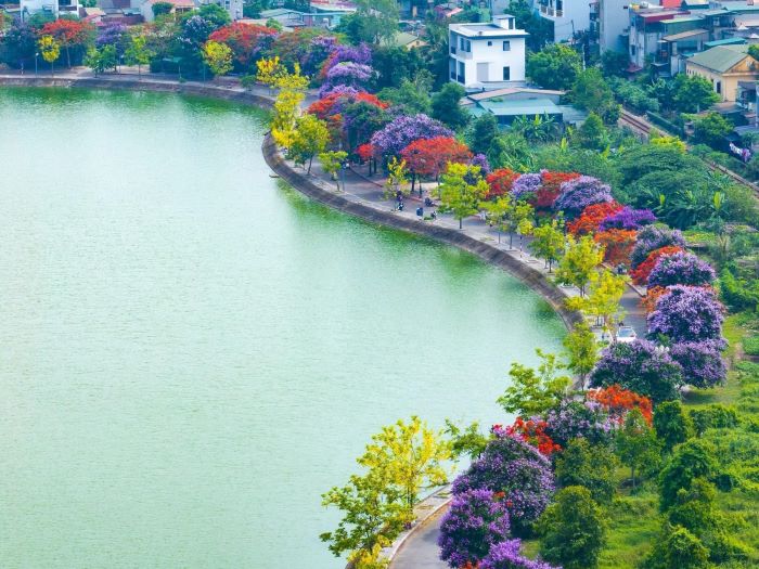 địa điểm ngắm hoa muồng hoàng yến ở Việt Nam