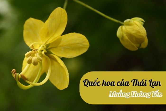 Quốc hoa của Thái Lan gọi tên hoa muồng hoàng yến