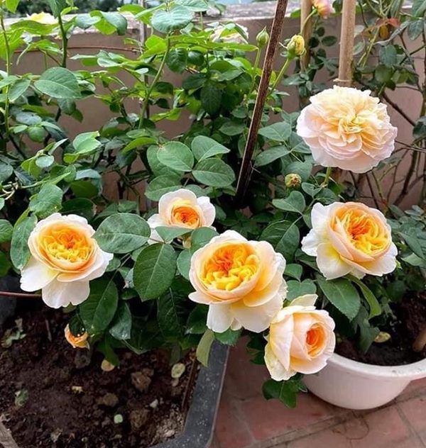 Trồng và chăm sóc đúng cách sẽ giúp hoa hồng Juliet nở đẹp hơn