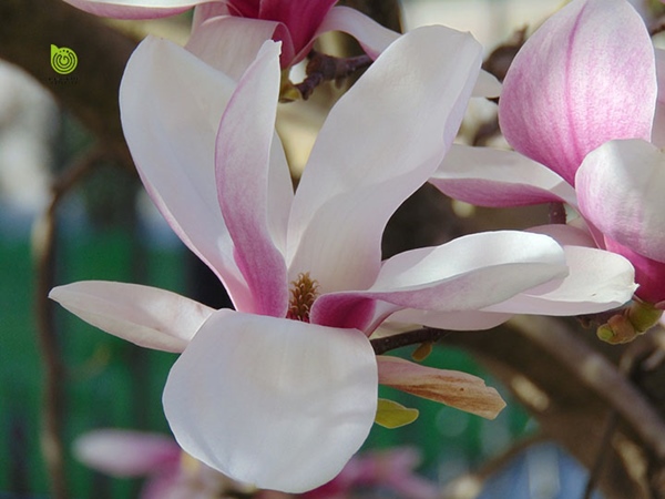 ý nghĩa phong thủy của hoa mộc lan
