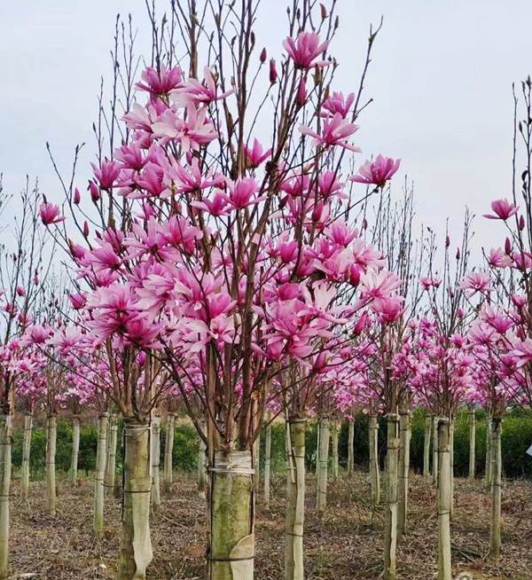 Cách trồng và chăm sóc cây hoa mộc lan