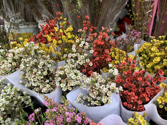 Ý nghĩa hoa thanh liễu theo màu sắc