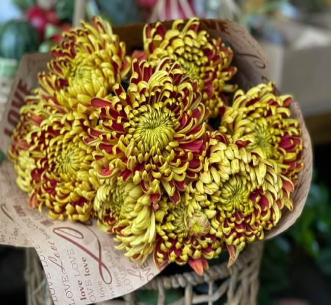 mua cúc mẫu đơn hoàng gia ở đâu