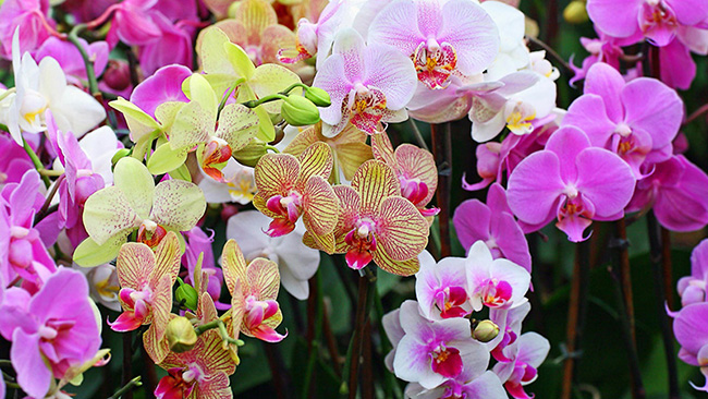 Lan hồ điệp chưng tết