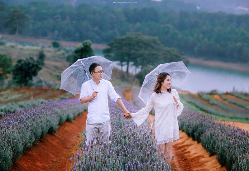 Cách đồng hoa đẹp nhất tại đà lạt