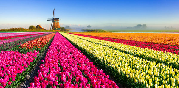 Hoa tulip xanh đẹp