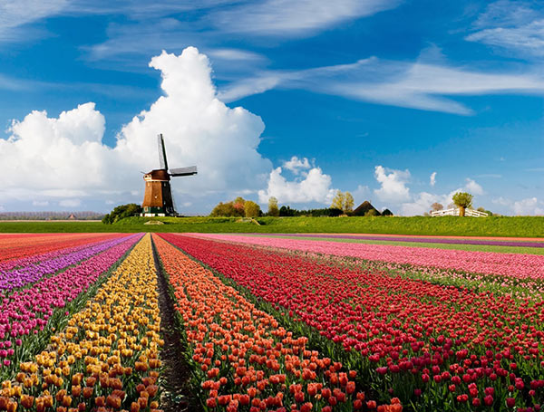 Cánh đồng hoa tulip đầy màu sắc