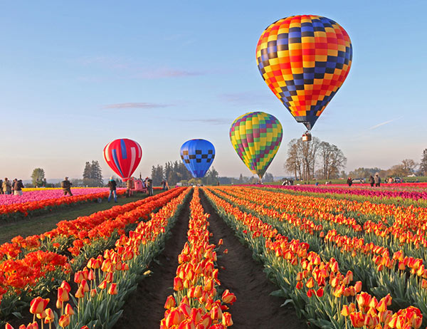 Cánh đồng hoa tulip rực rỡ ở Hà Lan