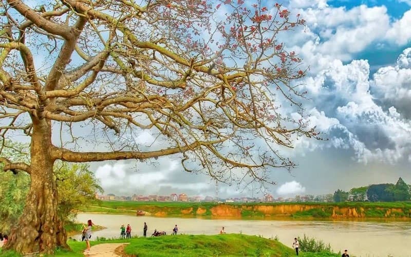 Hoa gạo cạnh ngã ba sông