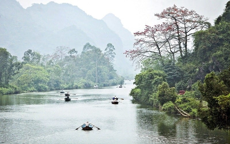 Hàng cây gạo ven suối Yến
