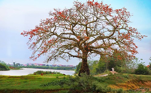 Cây hoa gạo đỏ rực bừng sáng giữa đất trời