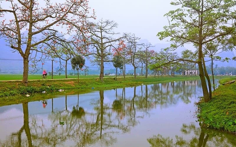 Cây hoa gạo trồng nhiều ở đường làng thôn Đoan Nữ