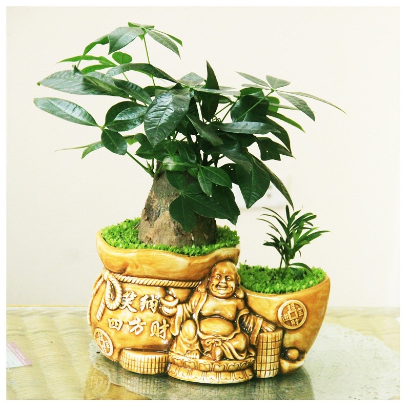 Chậu cây kim ngân hợp tuổi tuất