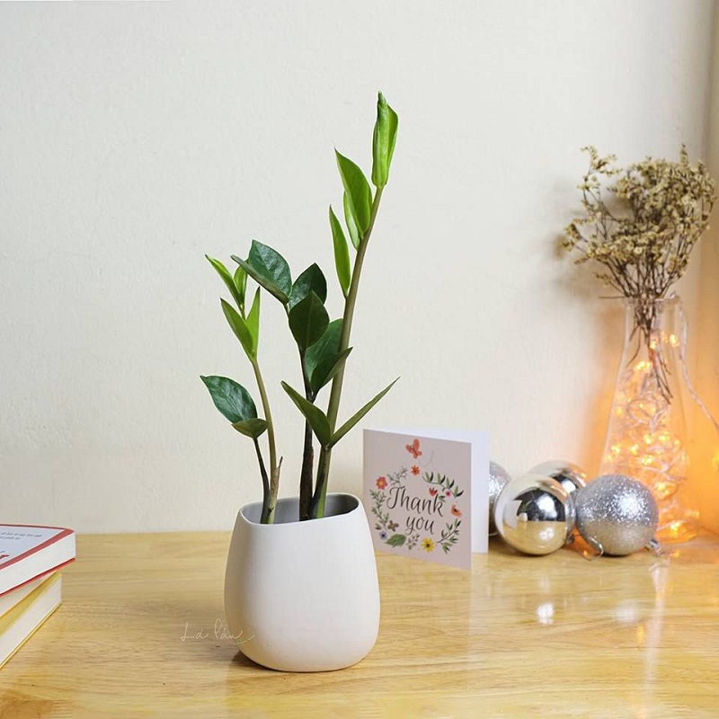 Cây kim tiền phong thủy cho người tuổi Tý