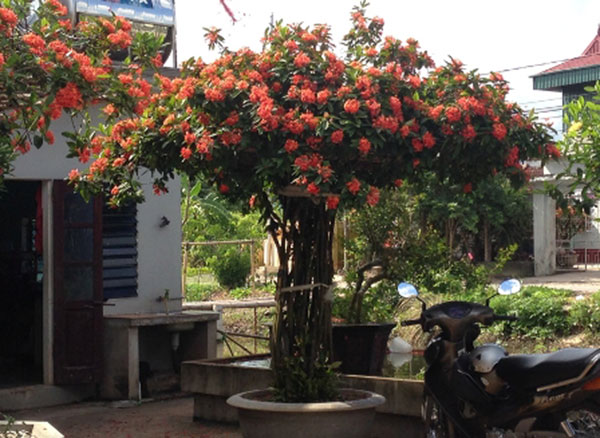 Trồng mẫu đơn ta trước nhà