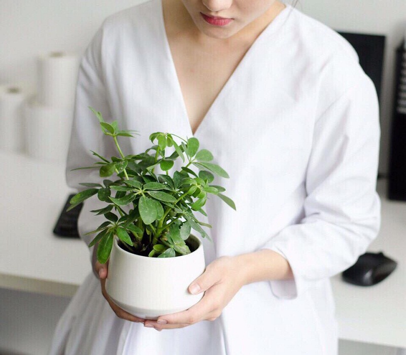 Cây ngũ gia bì trồng trong nhà hợp phong thủy