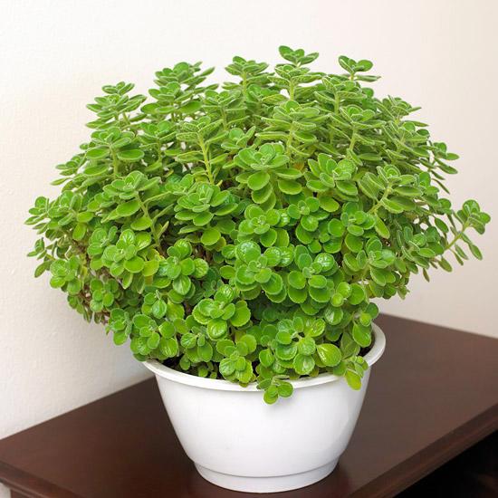 Cây nhất mạt hương phong thủy trồng trong nhà