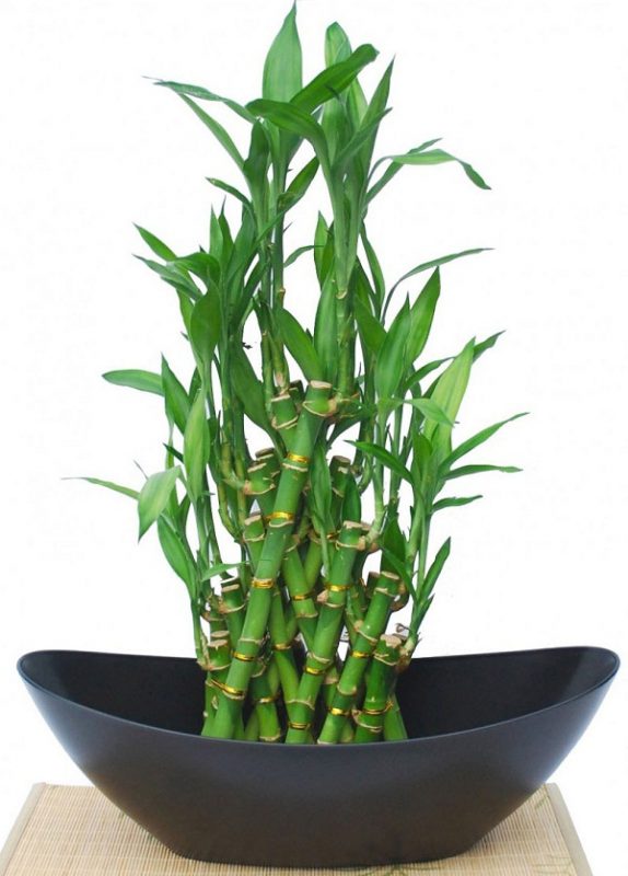 Cây phát tài hợp phong thủy tuổi mão