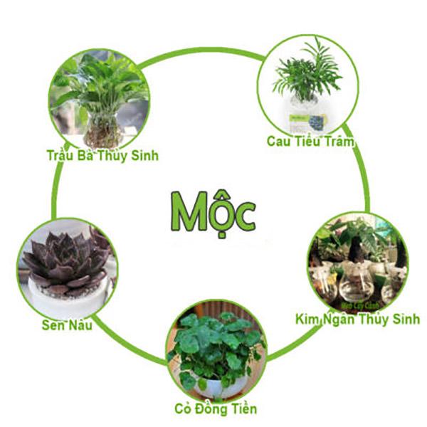 Cây phong thủy trồng trong nhà mệnh Mộc