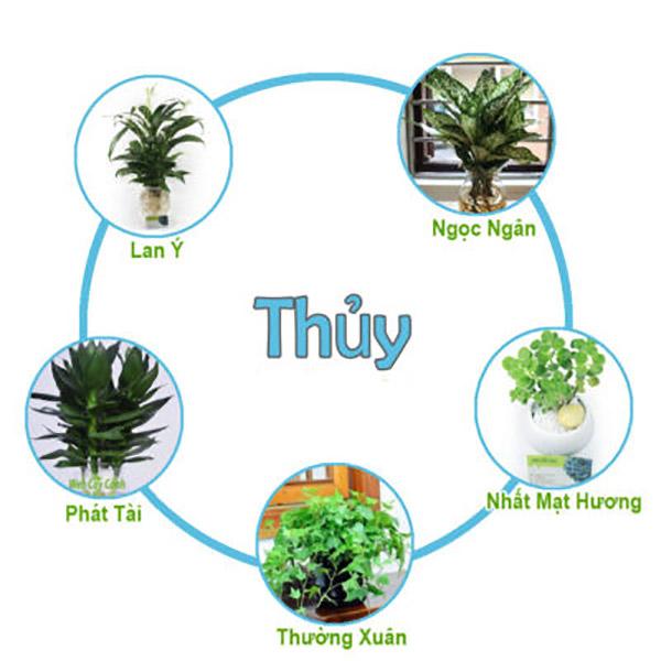 Cây phong thủy hợp mệnh Thủy