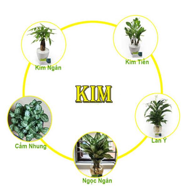 Cây phong thủy hợp mệnh kim