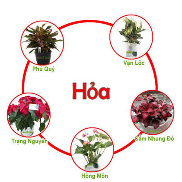 Mệnh hỏa hợp với loại cây phong thủy nào?