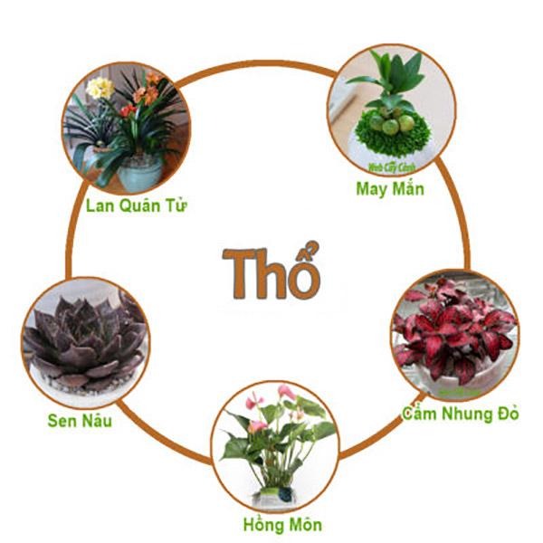 Cây phong thủy thích hợp trồng trong nhà cho người mệnh Thổ