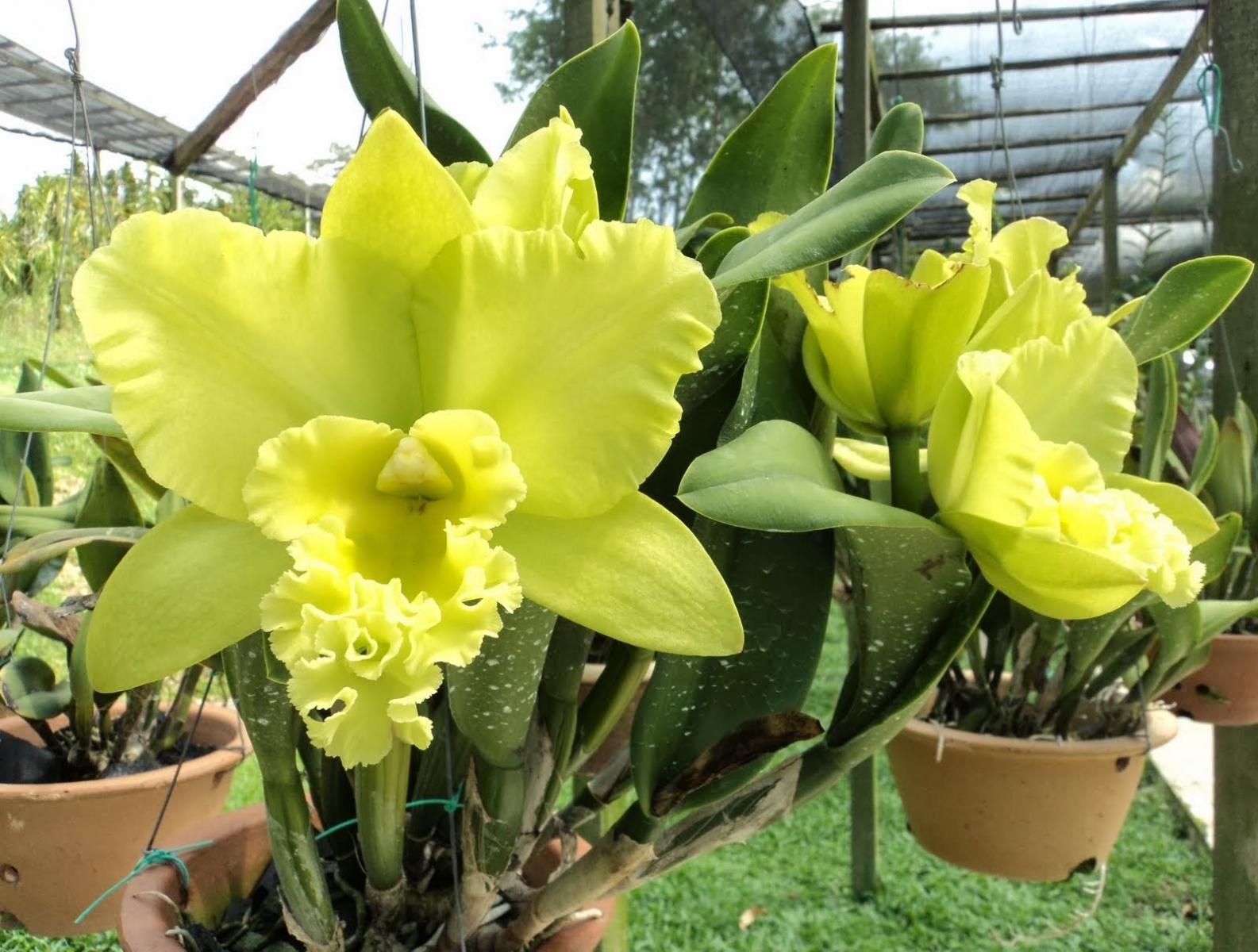 Kỹ thuật nhân giống lan cattleya hiệu quả