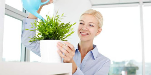 Chăm sóc hoa để bàn tươi lâu không hề khó