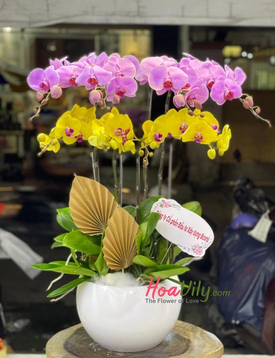 Chậu lan hồ điệp vàng tím kết hợp - Ngày hạnh phúc