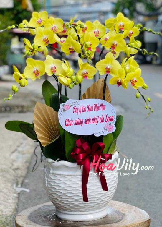 Chậu lan hồ điệp vàng đắc lộc