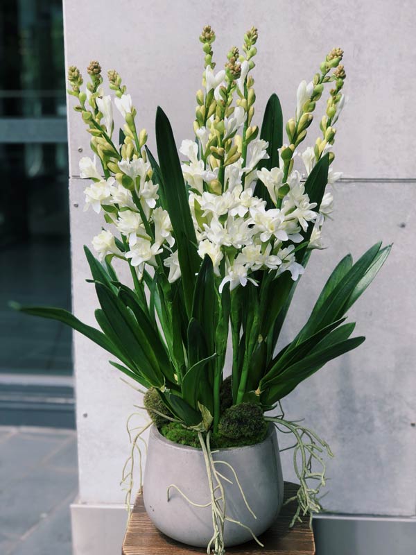 Chậu hoa huệ trắng ấn tượng