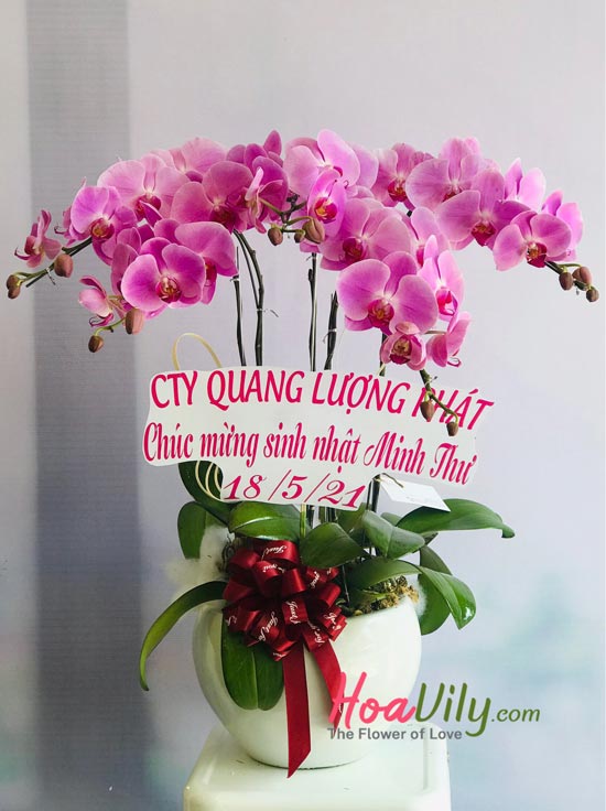 Chậu lan hồ điệp tím đẹp ngây ngất