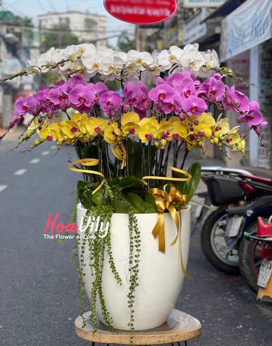 Chậu lan hồ điệp kết hợp - Sắc duyên