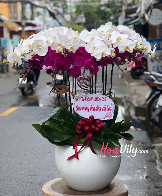 Chậu lan hồ điệp trắng tím kết hợp - Khúc giao mùa