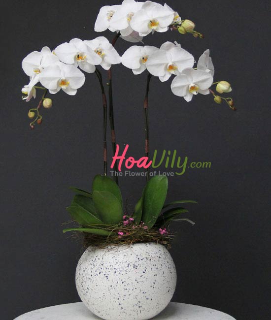 Chậu lan hồ điệp trắng tặng bạn gái sang trọng