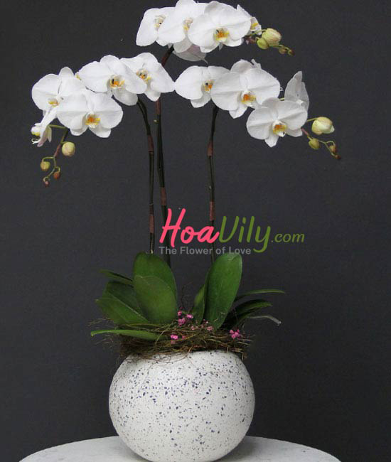Chậu lan hồ điệp tặng giáng sinh an lành