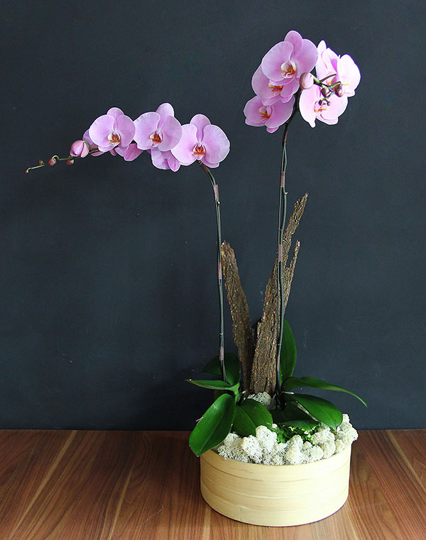 Chậu lan hồ điệp tím 2 cành