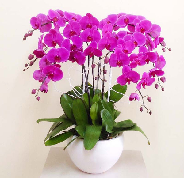 Chậu lan hồ điệp tím 7 cành
