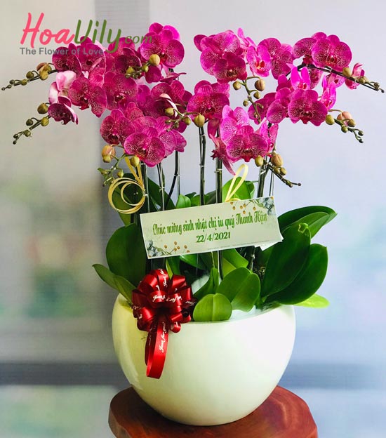 Chậu Lan Hồ Điệp sang trọng tặng sếp 