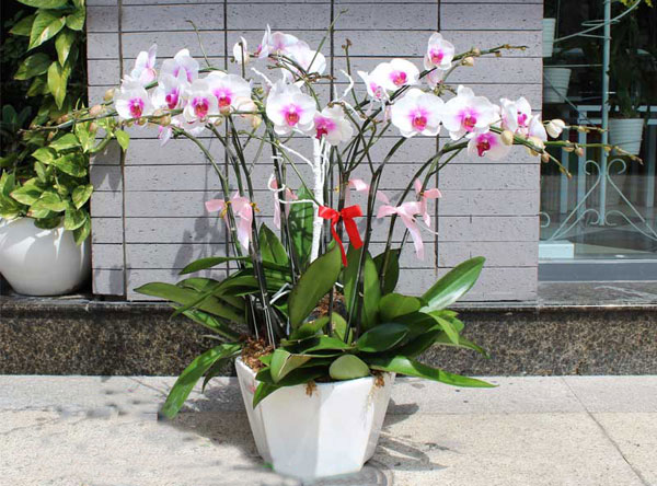 Chậu lan hồ điệp trắng lưỡi tím