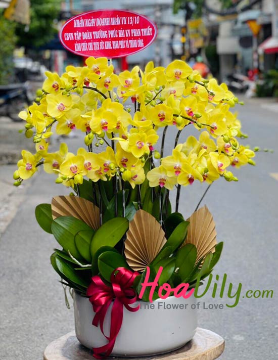 Chậu lan hồ điệp vàng - Mùa hoa nở