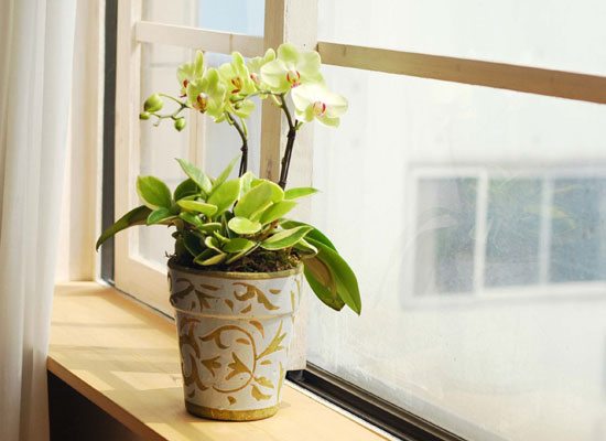Lan hồ điệp vàng phong cách Hàn