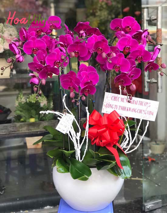 Chậu lan hồ điệp tím 10 cành tặng tiệc tất niên