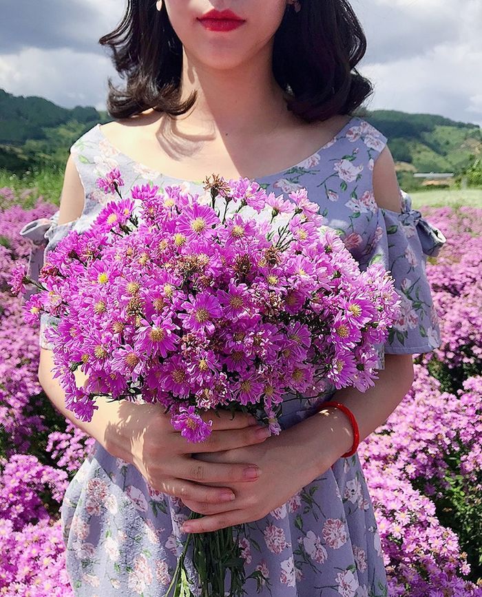 Vườn hoa thạch thảo tím đẹp nhất đà lạt