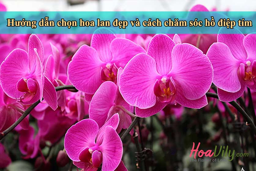 Cách chọn và chăm sóc hoa lan hồ điệp tím