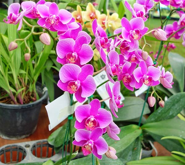Ý nghĩa số cành lan hồ điêp tím